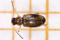 Longitarsus
