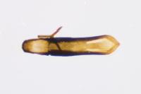 Longitarsus