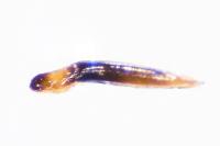 Longitarsus