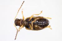 Longitarsus