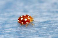 Vibidia duodecimguttata