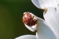 Subcoccinella vigintiquatuorpunctata
