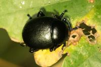 Timarcha goettingensis