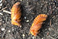 Oryctes nasicornis