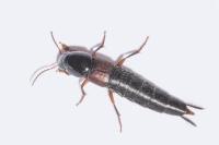 Quedius simplicifrons