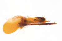 Quedius simplicifrons