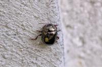 Chrysolina bankii
