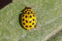 Psyllobora vigintiduopunctata