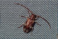 Exocentrus adspersus