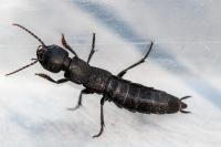Ocypus