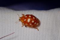 Halyzia sedecimguttata