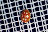 Vibidia duodecimguttata