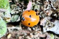 Coccinella septempunctata
