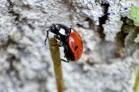 Coccinella septempunctata