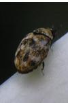 Anthrenus