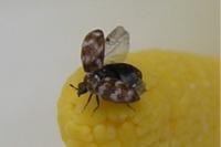 Anthrenus