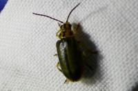 Xanthogaleruca luteola