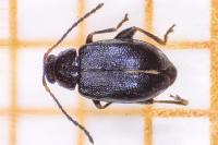 Phyllotreta atra