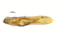 Phyllotreta atra