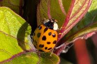 Harmonia axyridis