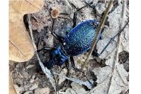 Carabus intricatus