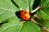 Coccinella septempunctata