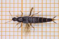 Quedius semiobscurus