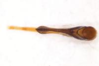 Quedius semiobscurus