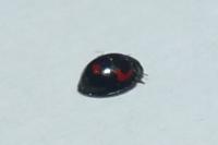 Exochomus quadripustulatus
