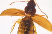 Trechus obtusus