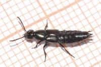 Philonthus intermedius