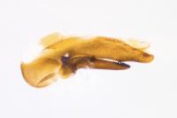 Philonthus intermedius