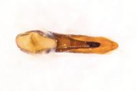 Philonthus intermedius