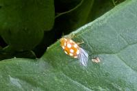 Vibidia duodecimguttata