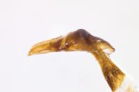 Nimbus contaminatus