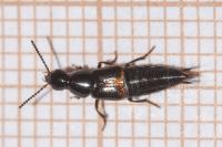 Quedius cinctus