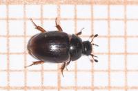 Cercyon haemorrhoidalis