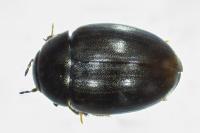 Cercyon haemorrhoidalis