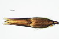Cercyon haemorrhoidalis