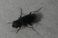 Notiophilus
