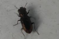 Notiophilus