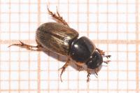 Melinopterus prodromus
