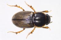 Melinopterus prodromus