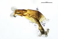 Melinopterus prodromus