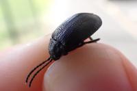 Galeruca tanaceti