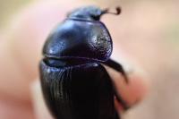 Anoplotrupes stercorosus