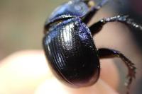 Anoplotrupes stercorosus
