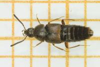 Oxypoda opaca