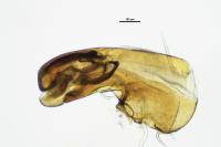 Oxypoda opaca