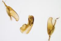 Oxypoda opaca